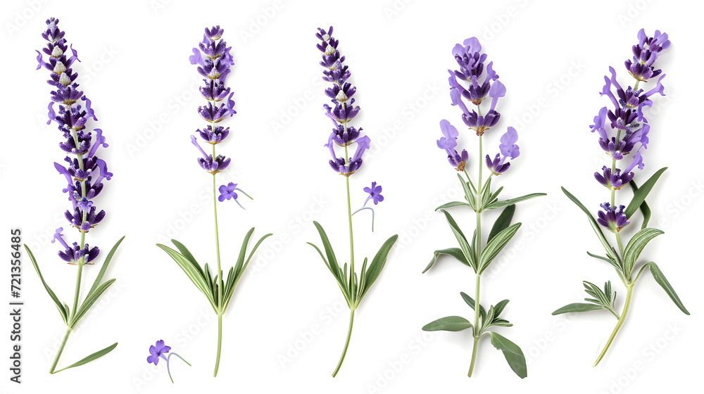 Purple lavender on white background
