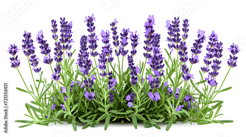 Branches of fragrant purple lavender on a white isolated background