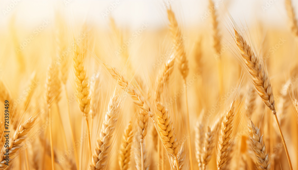 Wheat field. full of ripe grains, golden ears of wheat or rye close up. Rich harvest Concept. majestic rural landscape. Wheat field. full of ripe grains, golden ears of wheat or rye close up. Rich harvest Concept. majestic rural landscape.