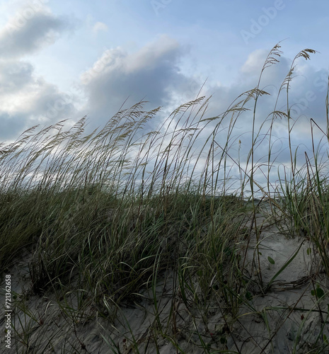 Fototapeta Naklejka Na Ścianę i Meble -  Ground View of a Sand Dune and Grass on a Beach in North Carolina 