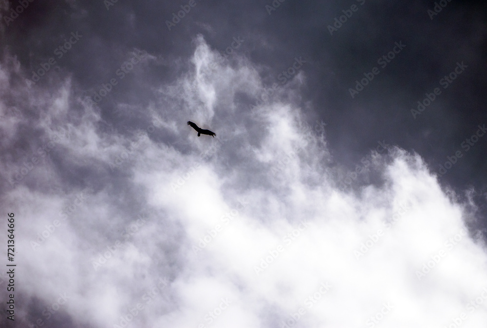 Moody sky and gliding vulture