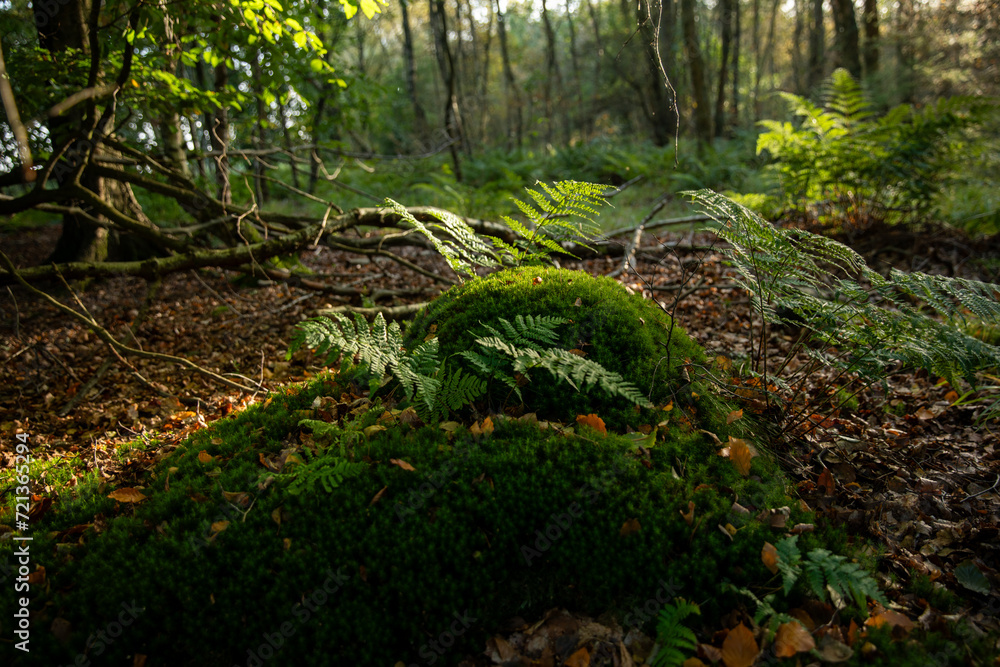 Fototapeta premium Fern, moss and stone