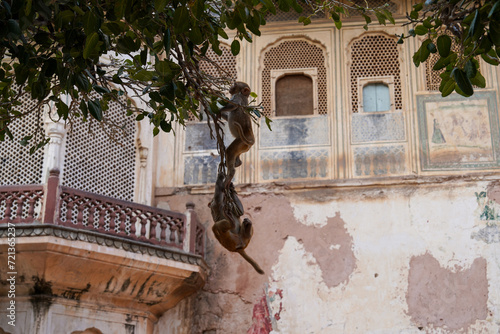 Temple Shri Gyan Gopal Jaipur Indie 