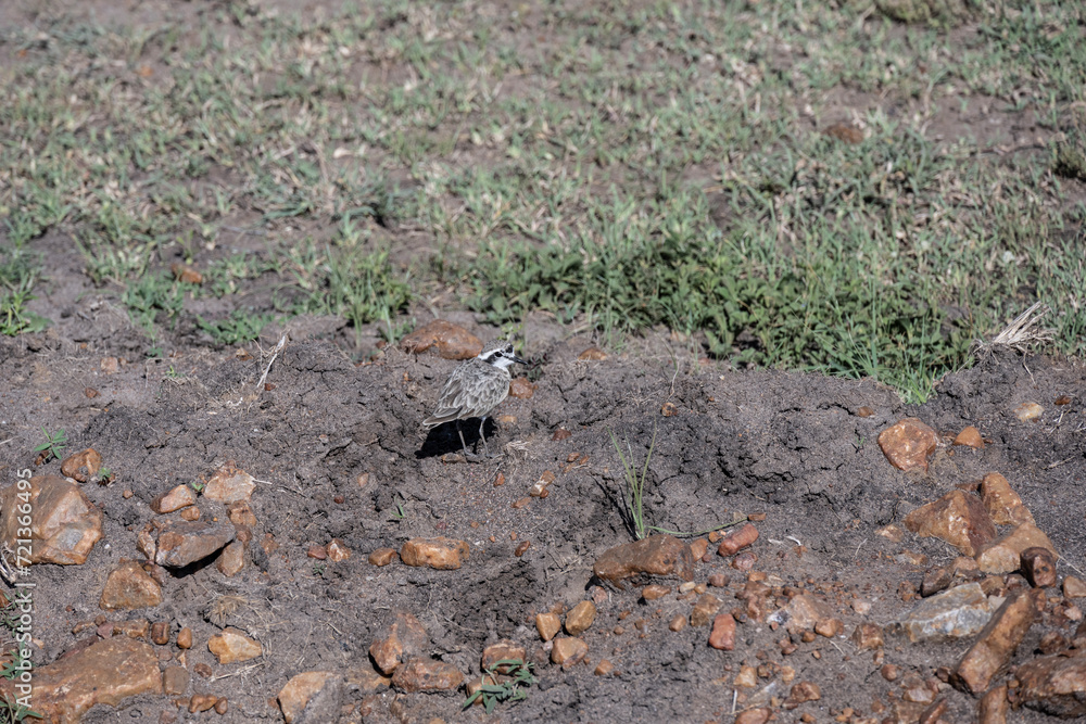 African gray sandpiper runs on the ground near water looking for food in natural conditions in Kenya African gray sandpiper runs on the ground near water looking for food in natural conditions in Kenya