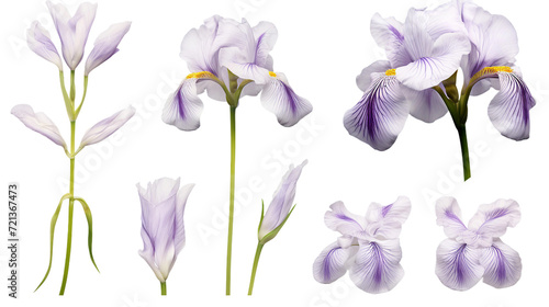 Ethereal Iris Collection: Blooms, Buds, and Leaves on Transparent Background for Perfume and Garden Designs - Top View 3D Floral Art