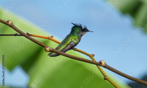 Colibri huppé mâle photo