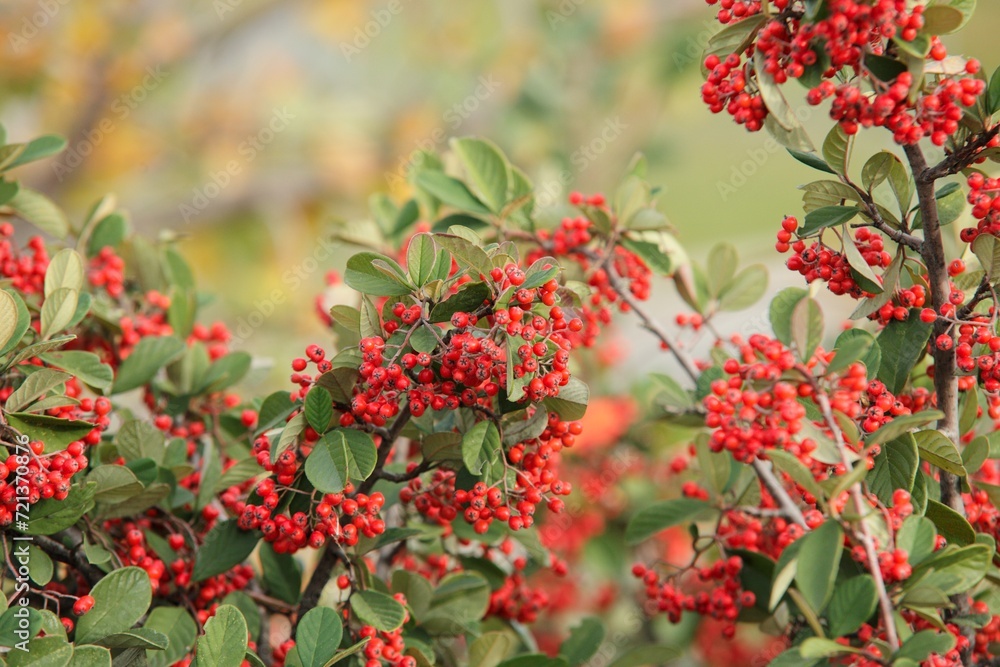 Wild red berries in autumn leaves