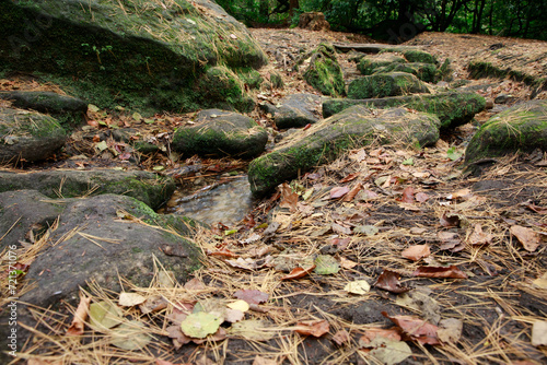 In forest
