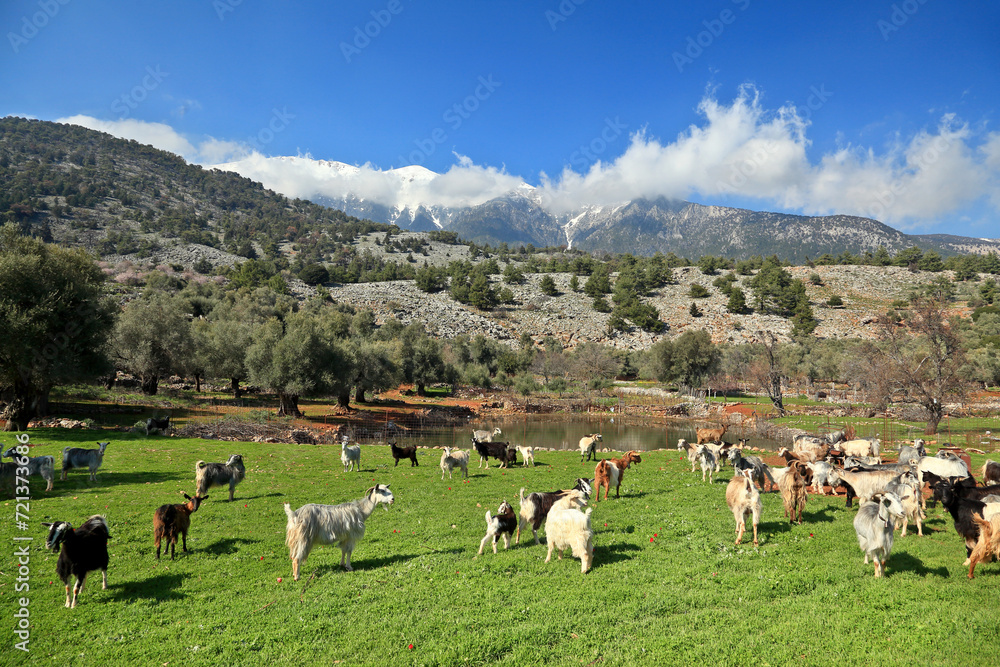Herd of goats grazing in a spring field in the mountainous region of Sfakia, in Crete island, Greece, Europe.