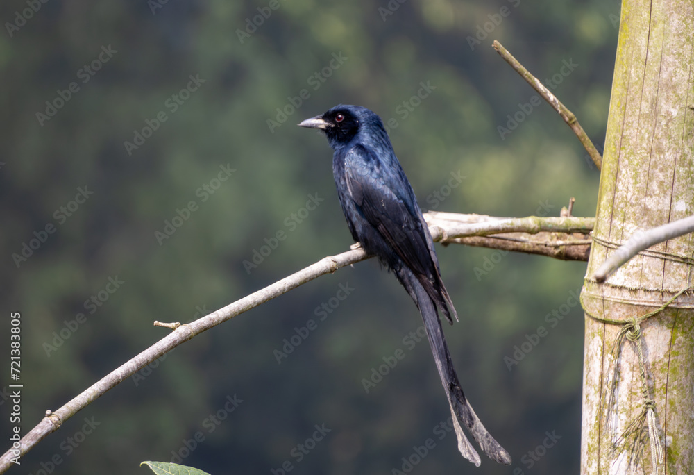 Black drongo (Dicrurus macrocercus) bird is sitting on the dried bamboo tree branch and waiting for prey. This is also known as King Crow.