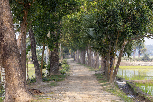 Rural roads of Bangladesh. Beautiful natural environment. Rows of various fruit trees including mango, banana, and palm on both sides of the unpaved road of the village. 
