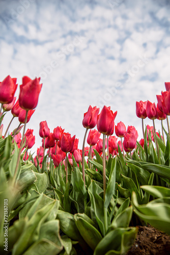 Red Tulips 