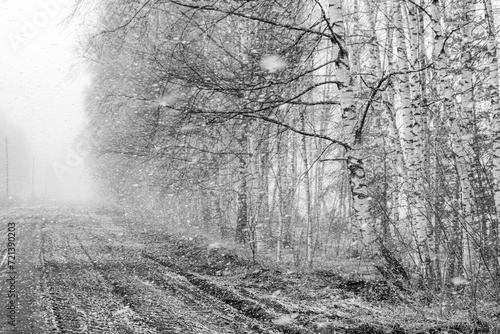 Wallpaper Mural monochrome landscape with road and trees on the road, snowfall Torontodigital.ca