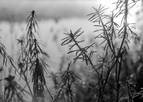abstract black and white photo with plant texture