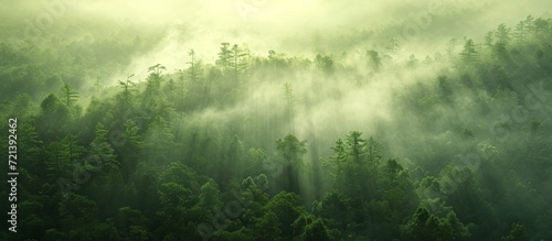 Enigmatic and Serene: A Mysterious Green Forest Emerges in the Foggy Morning Mist