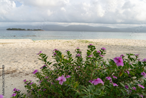 Pink flowering plant on white sand beach of San Blas with caribbean sea and island in background