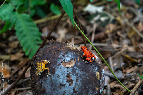 Red Strawberry poison-dart frog Oophaga pumilio Bastimentos in focus and yellow frog on coconut in Panam photo