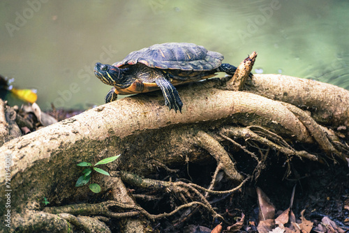 Red-eared slider Trachemys scripta elegans sun bathing on root in front of pond in Panama City national park