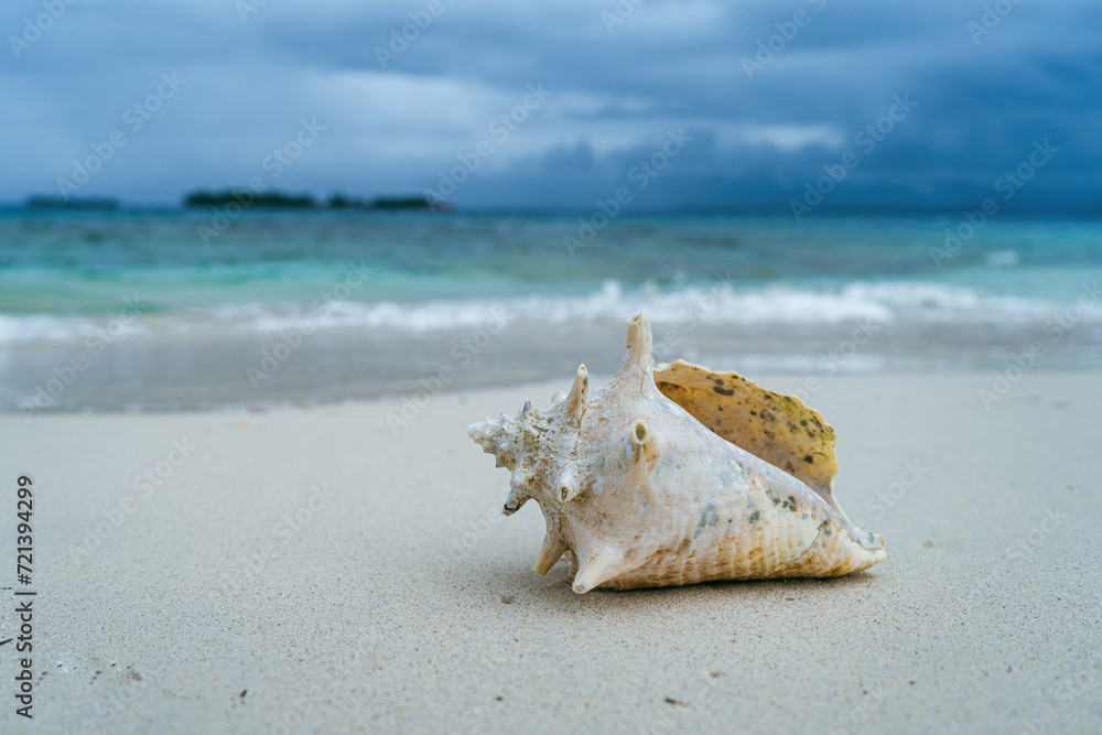 Side view of spiky twisted shell on white caribbean beach of San Blas islands in Panama with light blue ocean and dark clouds Side view of spiky twisted shell on white caribbean beach of San Blas islands in Panama with light blue ocean and dark clouds