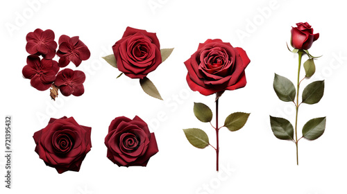 Top View Floral Beauty  Maroon Roses and Garden Elements Isolated on Transparent Background     Perfect for Digital Art and Perfume Design