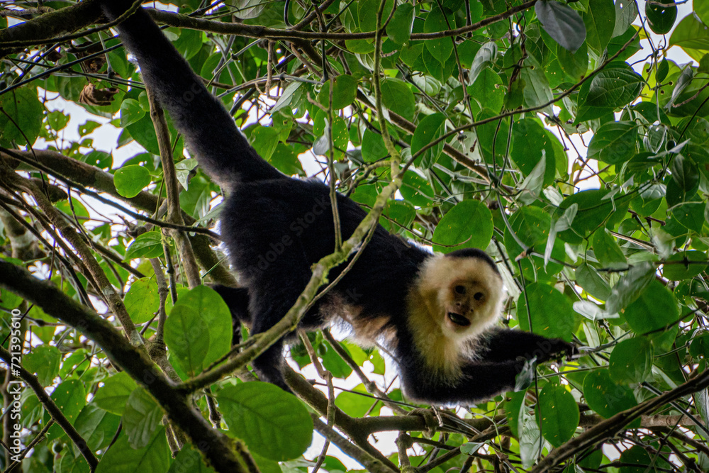 Fototapeta premium White headed capuchin monkey in jungle of Panama holding on branch with tail and looking towards camera