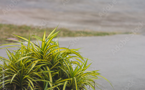 Pandanus veitchii Variegata plant on roadside blurred background.