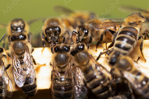 Pszczoła miodna na ramce. Pszczoły w ulu. Pszczoły produkujące miód. Pszczoły i pierzga pszczela. 