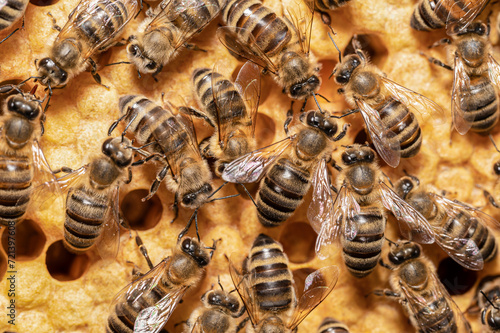 Pszczoła miodna na ramce. Pszczoły w ulu. Pszczoły produkujące miód. Pszczoły i pierzga pszczela. 