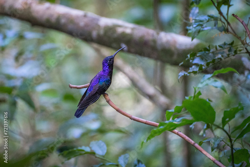 Colibrí morado - Violet Sabrewing hummingbird looking into distance in jungle of Hornito in Panama photo