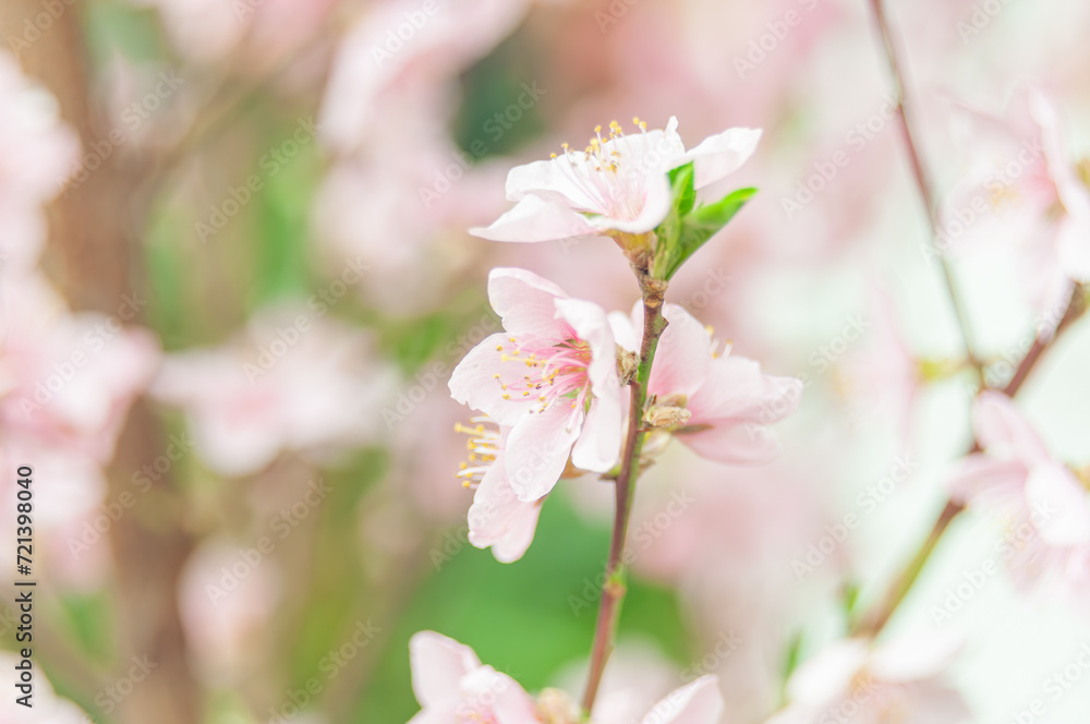 Soft focus, pink cherry blossoms or Sakura flowers on a natural background. Blooming fruit trees in the orchard. Floral banner for agriculture or horticulture business. Soft focus, pink cherry blossoms or Sakura flowers on a natural background. Blooming fruit trees in the orchard. Floral banner for agriculture or horticulture business.
