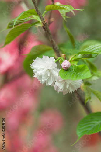 Soft focus, pink cherry blossoms or Sakura flowers on a natural background. Blooming fruit trees in the orchard. Floral banner for agriculture or horticulture business.
