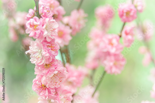 Soft focus, pink cherry blossoms or Sakura flowers on a natural background. Blooming fruit trees in the orchard. Floral banner for agriculture or horticulture business. © Anna Zaro