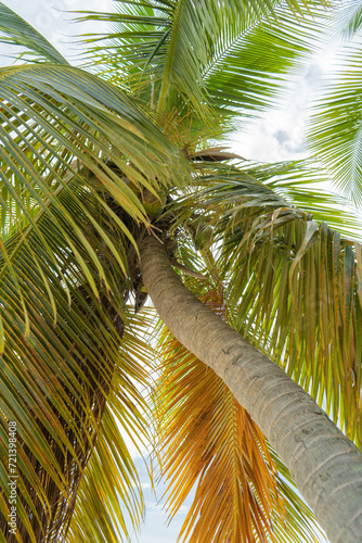 Full image palm tree with stem and palm fronds across full frame