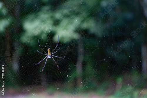 Golden Orb-Weaver Nephila clavipes spider in web in Panama City national park