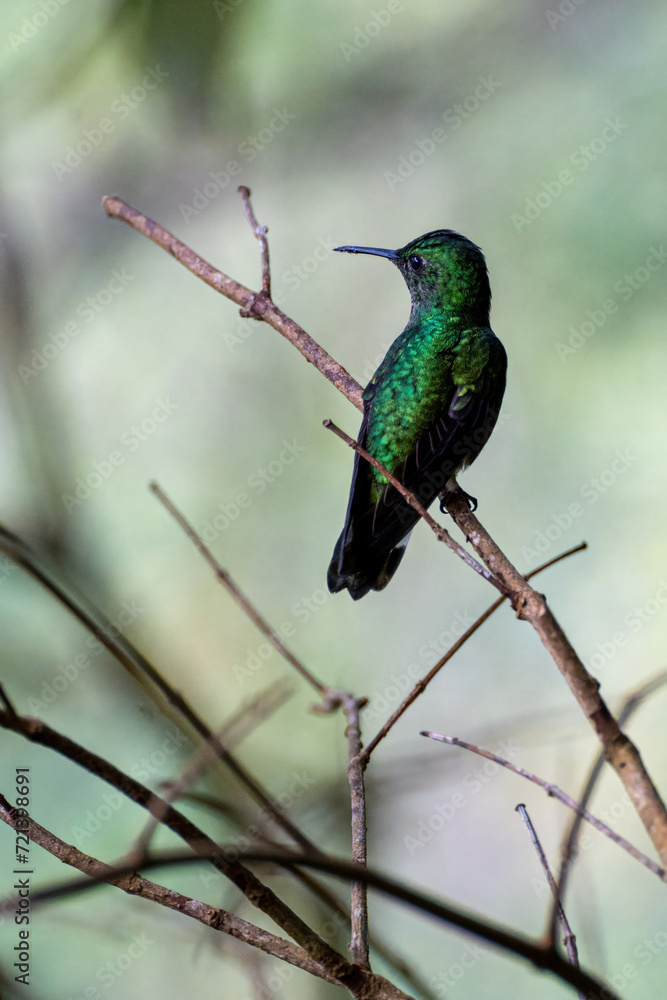 Hummingbird with green emerald shimmering feathers sitting on branch and looking to the left in jungle of Panama