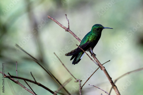 Hummingbird with green emerald shimmering feathers sitting on branch and looking to the right in jungle of Panama