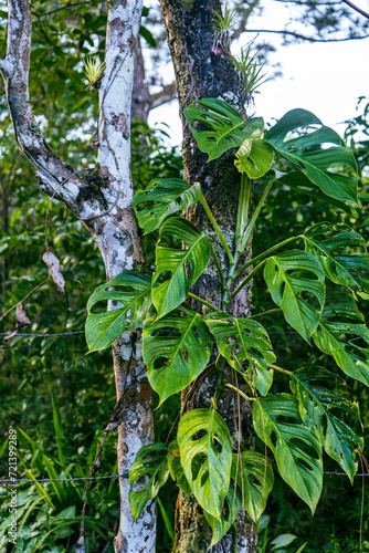 Monstera in natural habitat growing on tree in Panama jungle