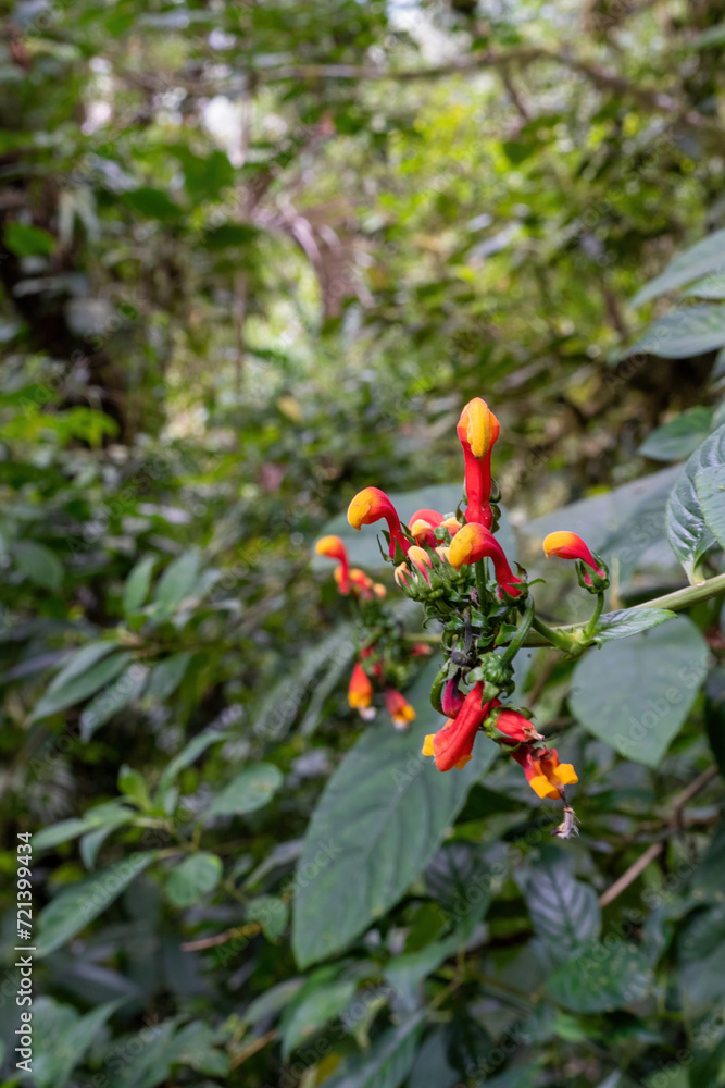 Orange and red flowering plant Centropogon costaricae in the jungle of Boquete in Panama