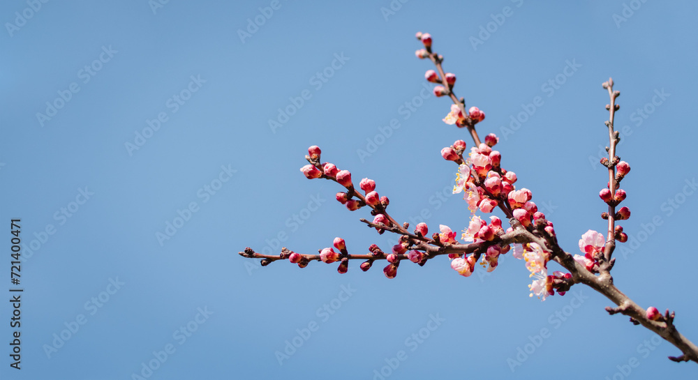 Flowering trees in early spring in the park Flowering trees in early spring in the park