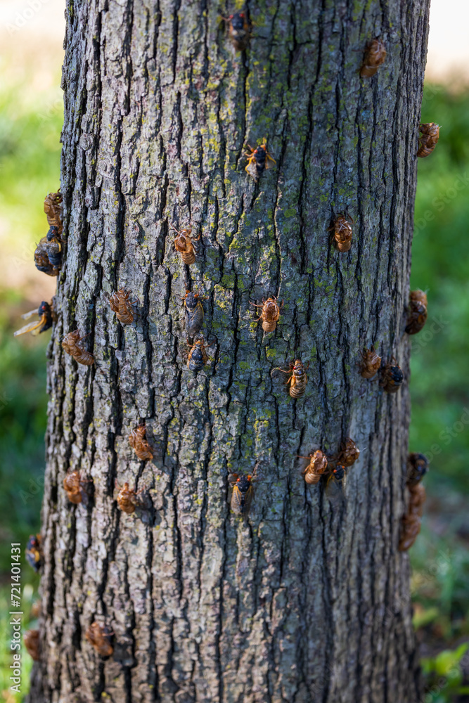 Fototapeta premium Periodical Cicada