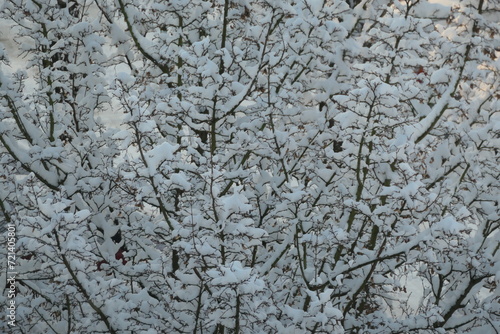 Mit Schnee bedeckte Zweige