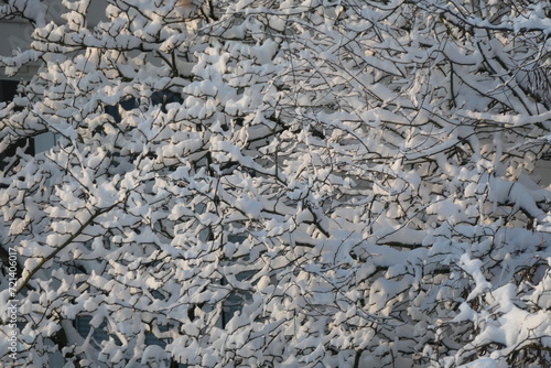 Wallpaper Mural Mit Schnee bedeckte Zweige Torontodigital.ca