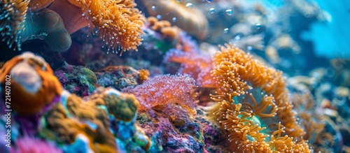 Close-Up Coral Reefs at Beach: A Stunning Close-Up of Colorful Coral Reefs along the Beach