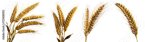 Collection of golden wheat stalks isolated on transparent or white background