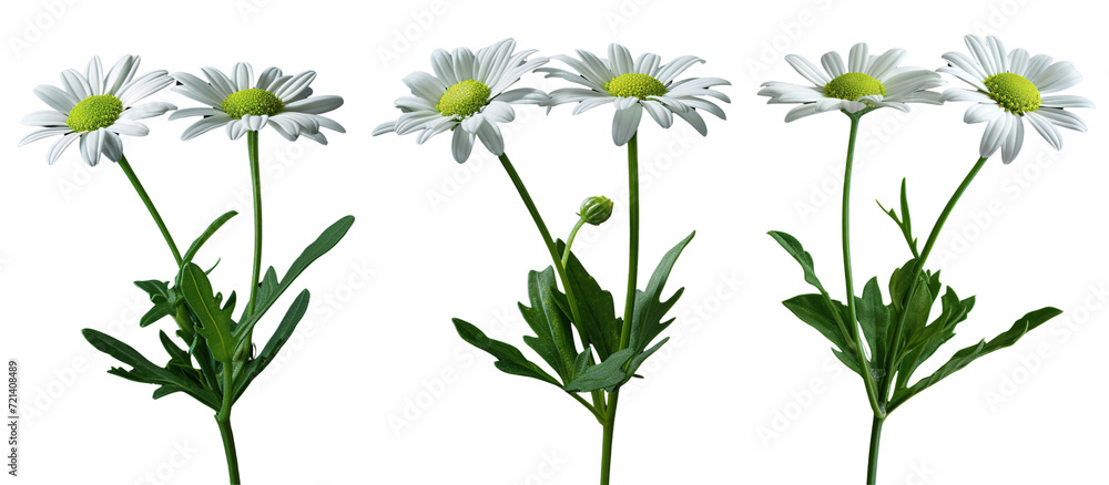 Collection of daisy flower branches isolated on transparent or white background