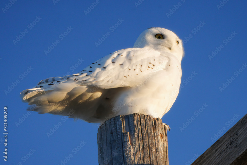 Obraz premium Snowy Owl Winter