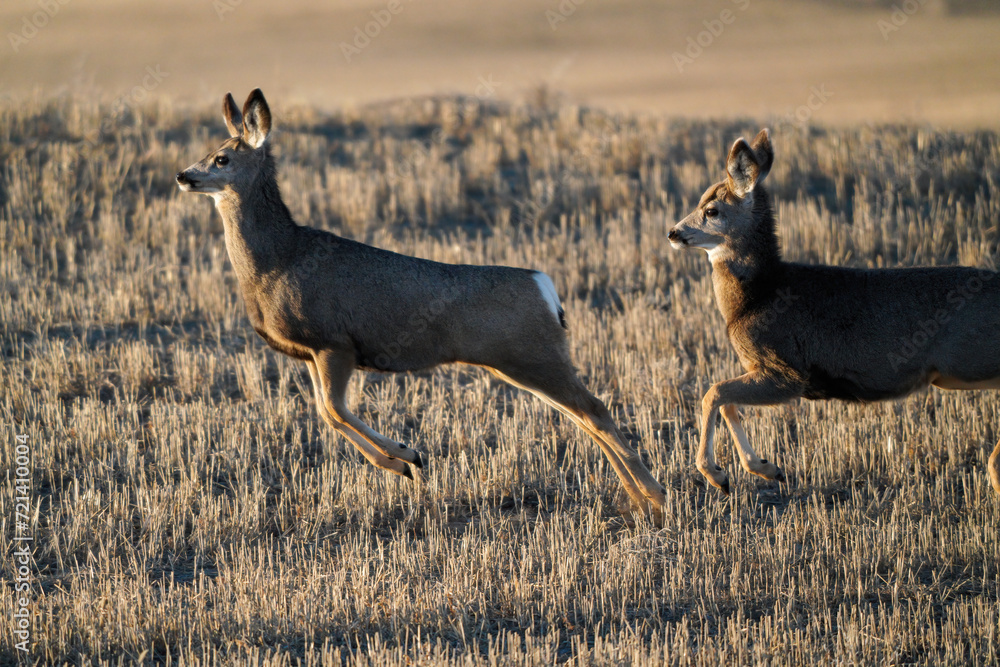 Prairie Deer Saskatchewan
