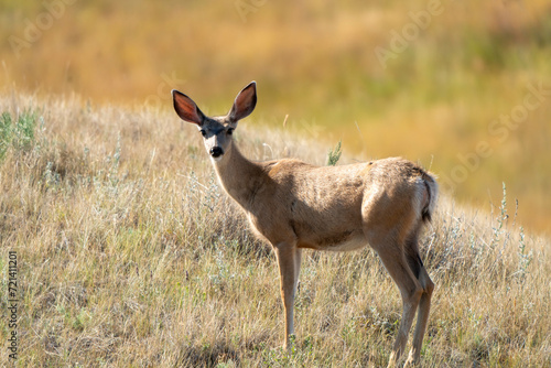 Prairie Deer Saskatchewan