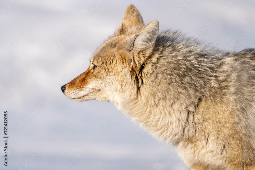 Fototapeta premium Prairie Coyote Canada