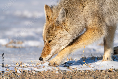 Prairie Coyote Canada © pictureguy32